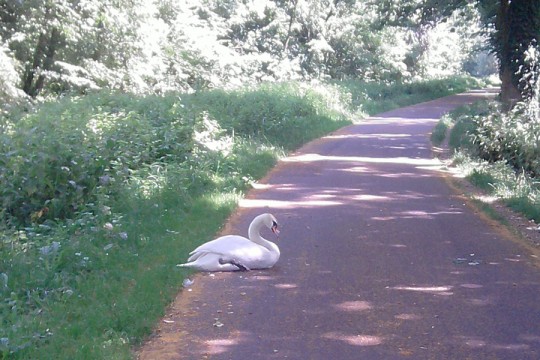Un cygne