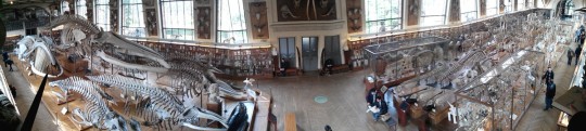 Galeries d’Anatomie comparée et de Paléontologie (Rolles)