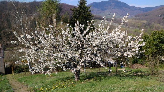 Cerisier en fleur